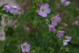 Geranium maculatum  bestellen